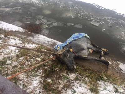 Хотела попить, но провалилась под лед. Волковысские спасатели вытащили корову из полыньи