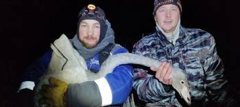В Нюксенице волонтеры спасли лебедя