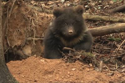 Появилось видео, как маленький медведь готовится к зимней спячке в Тверской области