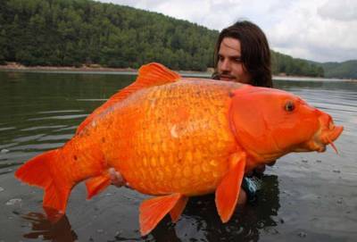 Обнаружена дикая золотая рыбка огромных размеров