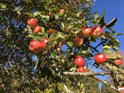 В ходе 16-часовых торгов за воронежские яблочные сады их цена увеличилась в 150 раз