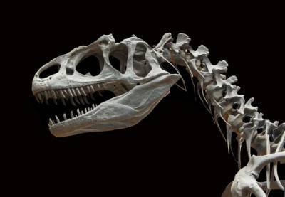 Ученые нашли новый вид динозавра с длинными шипами на плечах