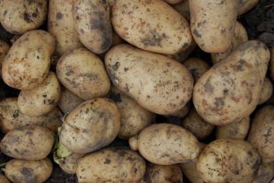 20 тонн белорусского картофеля не пропустили через псковскую границу