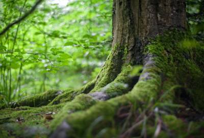 В Ленобласти высадили 425 гектаров нового леса за 2020 год
