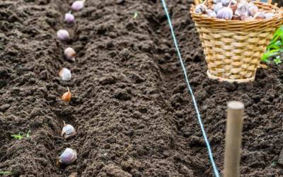 Лунный календарь садовода и огородника для посадки чеснока под зиму на ноябрь 2020 года