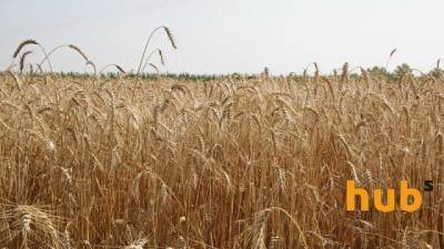 Урожай зерновых в Украине году составил 65,4 млн тонн