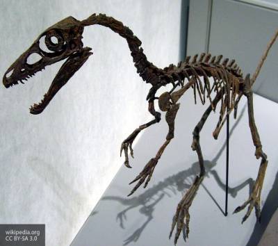 Ученые в Бразилии обнаружили новый вид динозавров