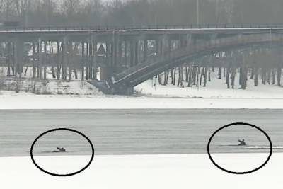 В Рыбинске три лося попали в ледяную западню