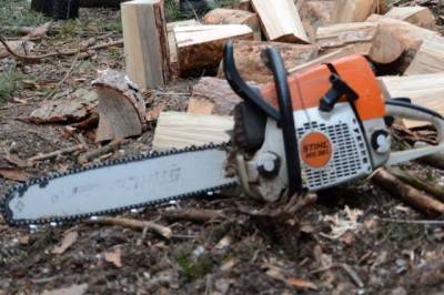 ГД приняла проект с изменениями к правилам контроля над оборотом древесины