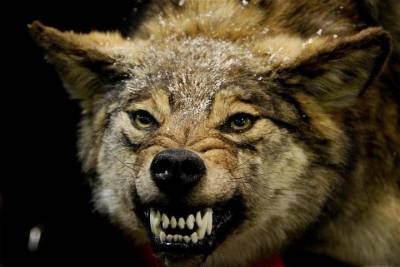 Костромские напасти: расплодившиеся волки нападают на собак