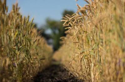 Аграрии подсчитали, насколько меньше собрали зерновых, чем в прошлом году