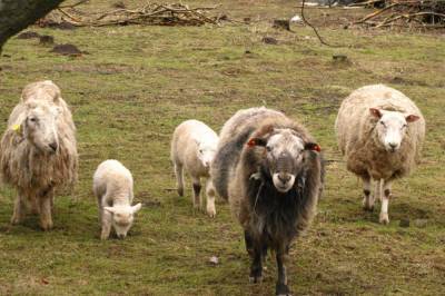 В Турции стадо овец с бараном напало на охранников городского муниципалитета: видео