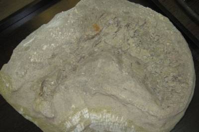 Палеонтологи обнаружили новый вид динозавров с меховой гривой