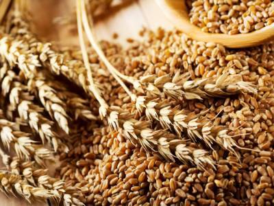 В Украине собраный урожай зерновых 2020 года превышает потребности внутреннего рынка в три раза – Миннэкономразвития