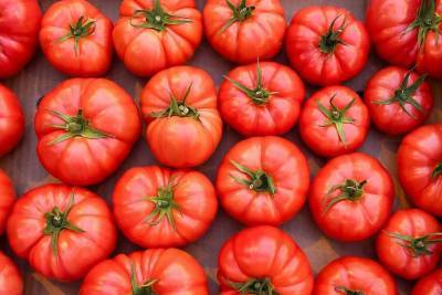 Россия разрешит ввоз томатов с одного из предприятий Азербайджана