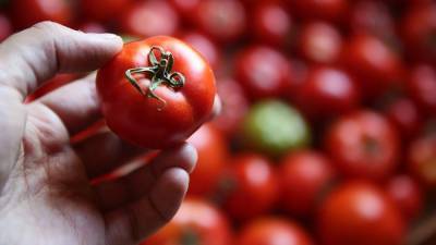 Россельхознадзор разрешил ввоз в Россию томатов с одного предприятия Азербайджана