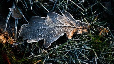 Ледяная корка на полях создает угрозу посевам озимых - эксперты