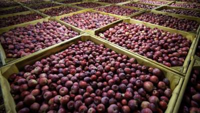 Крым получит 188 млн рублей за постройку хранилищ для фруктов