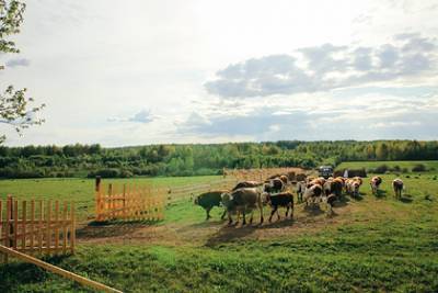 Сельское хозяйство Смоленской области поддержали миллионами рублей