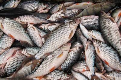 В Смоленской области почти вдвое выросло производство товарной рыбы