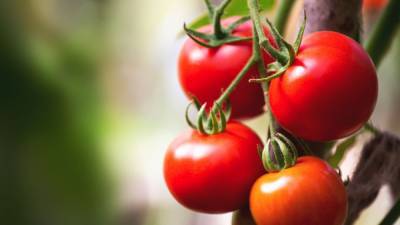 Россия разрешила поставки томатов с одного из предприятий Азербайджана