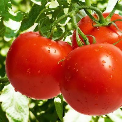 Минсельхоз РФ предложил увеличить квоту на ввоз томатов из Турции еще на 50 тыс. тонн, до 250 тыс. тонн