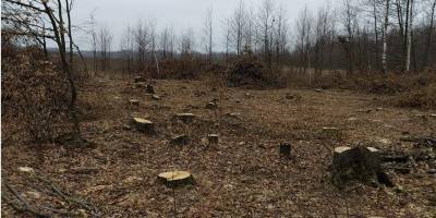 В Житомирской области «черные лесорубы» нанесли многомиллионный ущерб региону