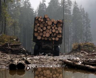 Вырубка лесов на Житомирщине: браконьеры нанесли ущерб на 6,3 миллиона гривен