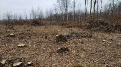 В Житомирской области браконьеры вырубили леса на более 6 млн грн