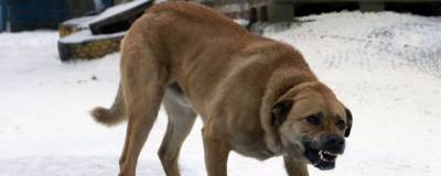 За укус собаки мэрия Саяногорска заплатит 50 тысяч ребенку