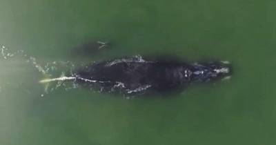 Редчайшего кита с малышом заметили у берегов США