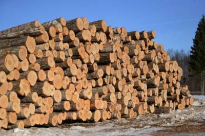 В Хабкрае на 1 млн руб оштрафована компания за вывоз редкой древесины