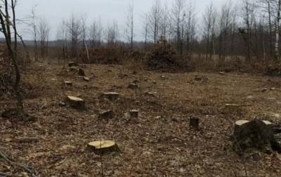 На Житомирщине заявили о многомиллионных убытках из-за "черных лесорубов"