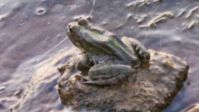 Суд Франции обязал владельцев пруда избавиться от громко квакающих лягушек