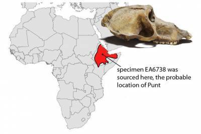 Мумифицированные павианы помогли в поисках таинственной земли Пунт