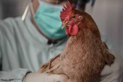 В Японии продолжает распространяться птичий грипп
