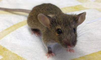Американские ученые создали самый совершенный гибрид человека и мыши