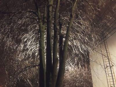 В Харькове ледяной дождь превратил ветки деревьев в «паутину» (ФОТО)