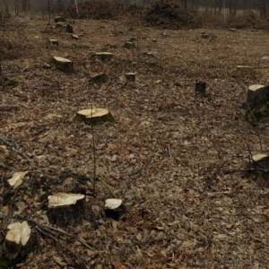 В Житомирской области «черные лесорубы» незаконно вырубили огромный участок леса