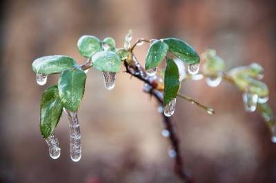 Во Владивостоке ледяной дождь повредил около 80% зеленых насаждений