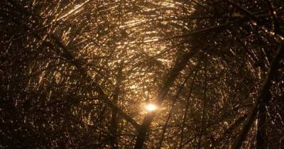 Гололедица во всей красе: в Харькове ледяной дождь сделал дерева похожими на паутину (фото)