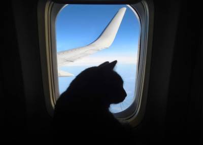 Пассажиры S7 Airlines могут провозить домашних животных на соседнем с хозяином кресле