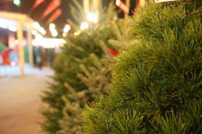 Новый год приходит: с 20 декабря в Костроме откроются елочные базары