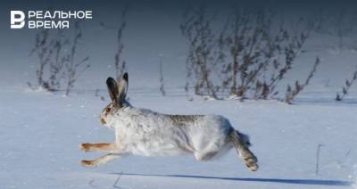 Татарстанцу грозит уголовная ответственность за охоту на зайцев