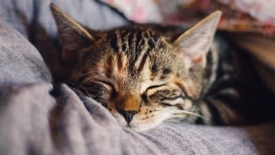 Возьми пушистика: 10 научных причин, почему вам нужно завести дома котенка