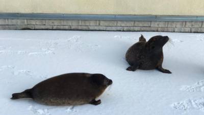 Петербургским тюленям заготовили на зиму целую тонну салаки