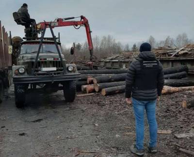 Правоохранители обнаружили древесину неустановленного происхождения на Житомирщине