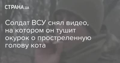 Солдат ВСУ снял видео, на котором он тушит окурок о простреленную голову кота - strana.ua - Луганская обл.