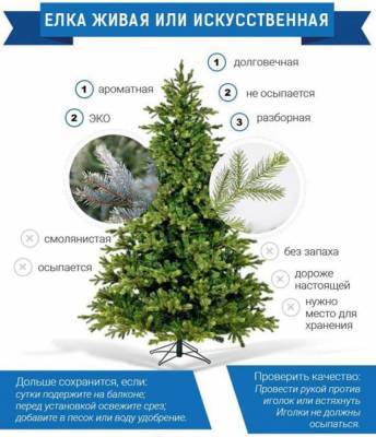 Какое новогоднее дерево лучше? – мнение эколога