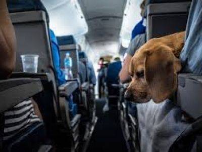Авиакомпания S7 разрешила провозить домашних животных на соседнем кресле